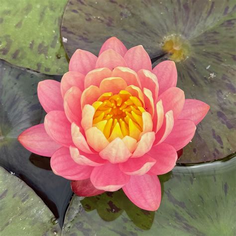 Lily Nymphaea Pigeon Blood - Wetland Plants