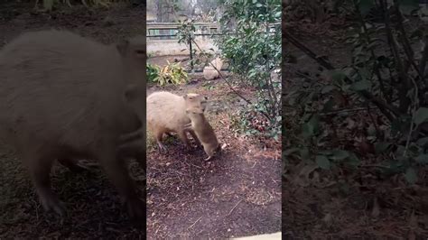 Feisty baby capybara teases its mom with playful mischief
