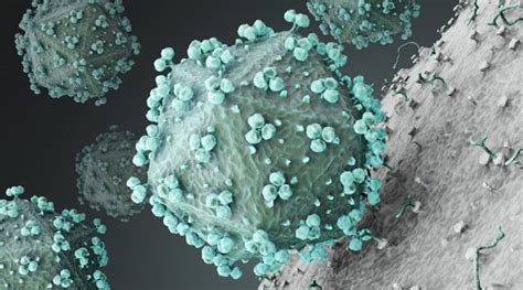 Prescription Plus: Here is details of Nipah Virus, Causes, Symptoms ...