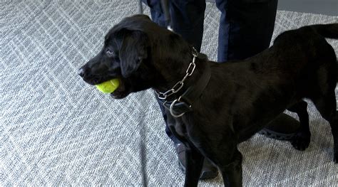 Humane Society helps animals during southern Georgia fires