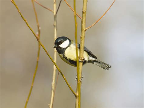 Titanic+Tits+1+Movie Photos, Download The BEST Free Titanic+Tits+1 ...