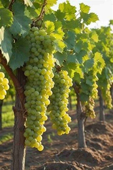 MAITRA AND SONS Grapes Plant Price in India - Buy MAITRA AND SONS ...