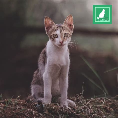 A Sudden Change in Weight Loss? Could It Be FIP? – CURE FIP™