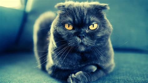 If It Feels Like Your Cat Doesn't Care About You, It's Because They ...