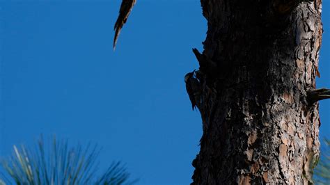 Recovery efforts underway for threatened wildlife species