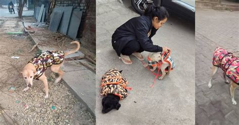 Winter Jackets Drive for Community Dogs – Dec 2025