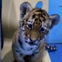 Poem POVESTE DE IARNĂ, Author Shadow Man - poezii.online