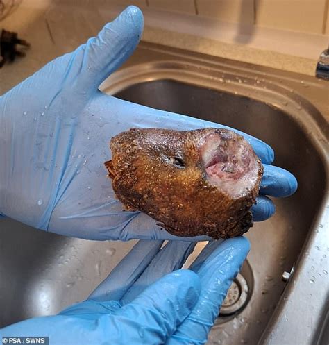 Haul of illegal bushmeat including rat and antelope is seized in ...