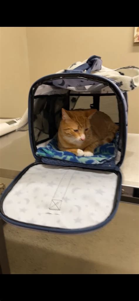 Fundraiser by Kasey C : Life-Changing Knee Surgery for My Kitten, Mango