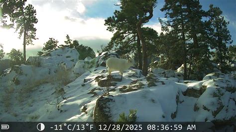 Tiny 'mountain goat' moves into Colorado town — but she's not what she ...