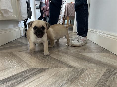 Pug Tzu Puppies for Sale - Dogs For Sale Ireland
