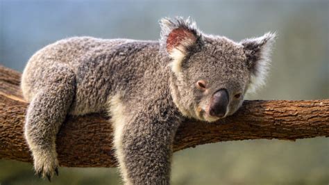 Why does this animal sleep so much?