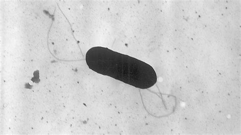 Listeria recall grows to 12 million pounds of meat and poultry