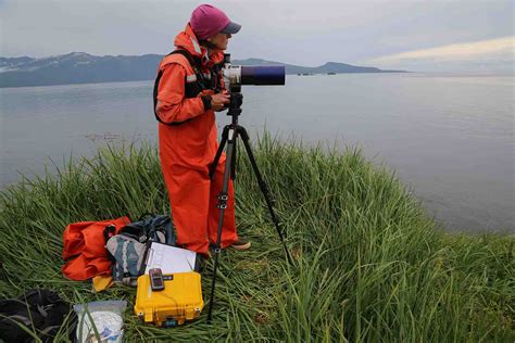 Booming sea otters and fading shellfish spark values clash in Alaska