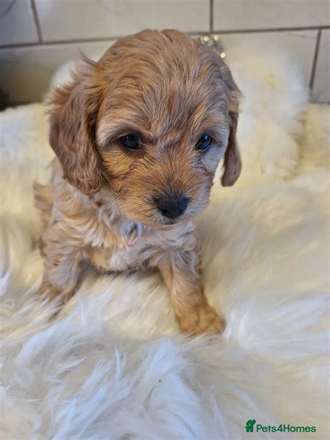F1 CAVAPOO PUPPIES for sale in Blackpool | Pets4Homes
