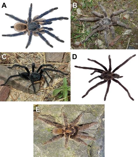 New Tarantulas Have the Longest Male Organs of Any Known Species - A-Z Animals