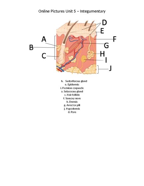 BIO 201 – Integumentary System Overview and Key Structures - Studocu