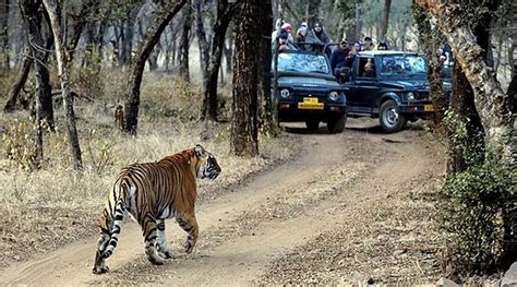 Mobile Phone Use Banned During Tiger Safaris At Ranthambore National ...