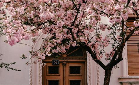 Forget Japan! Here's where you can find cherry blossoms in Spain