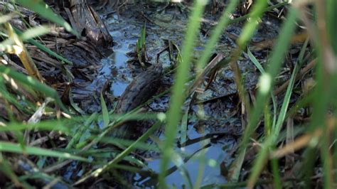 Student campaigns for bus services to school on Fridays