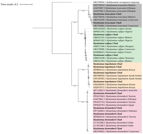 Diversity and Distribution of Hyalomma Ticks and Tick-Borne Pathogens in Dromedary Camels in Chad