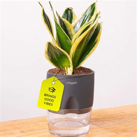 7 statement indoor plants to instantly elevate your living room (August ...