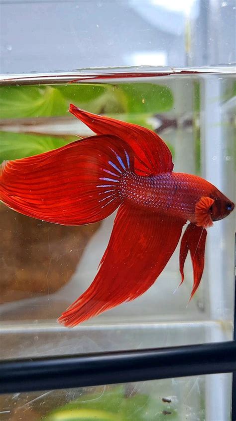 Products – Page 131 – Rare Betta Fish Store