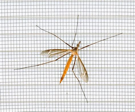 From wasps to grubs, watch out for these spring insects in Oklahoma