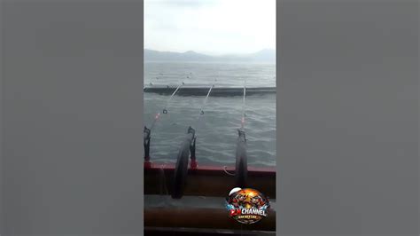 #cover #mancing #fishing #nilaanggora #mancingnilademak #mancingmania ...