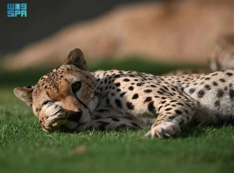 Saudi Arabia: NCW Marks World Wildlife Day with Strategic Plan for ...