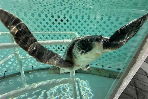 Record number of Kemp’s ridley sea turtle nests found along Texas coast ...