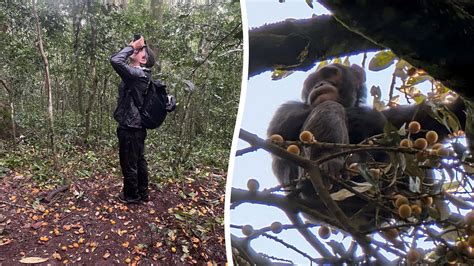 Chimps are drunken monkeys who seek out alcohol in native habitat ...