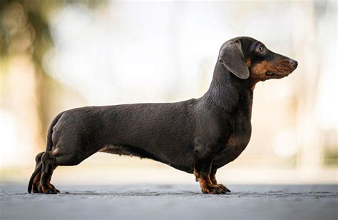 Dog - Teeth, Anatomy, Care | Britannica