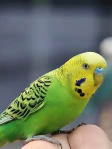 Top 10 easiest pet animals to take care of | Times of India