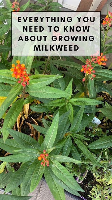 Everything You Need to Know About Milkweed: Growing, Benefits, and Butterfly Gardening ...