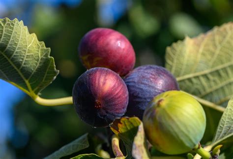 5 Deer-Resistant Fruits to Grow in Your Garden