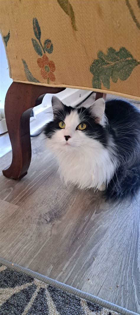 Mothers Tea with Kitties, 318 Water st, Gardiner, ME, United States ...