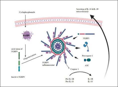 Molecular mechanisms underlying cyclophosphamide-induced ovarian injury ...