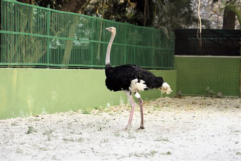 Kolkata | Angry ostrich plays the boss in Calcutta's Alipore zoo as handlers try to move it to a ...
