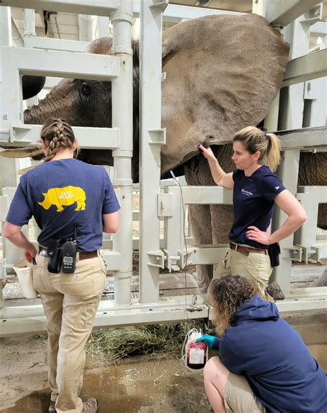 Elephant Encounter Tour in Rochester, NY | Seneca Park Zoo