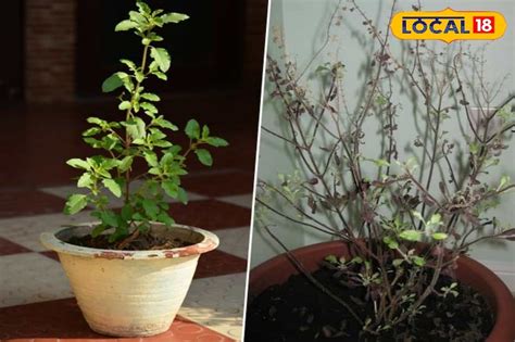 Tulsi Plant Caring Tips: শীত কমলেও তুলসীগাছ শুকনো লাগছে? বিনামূল্যের ...