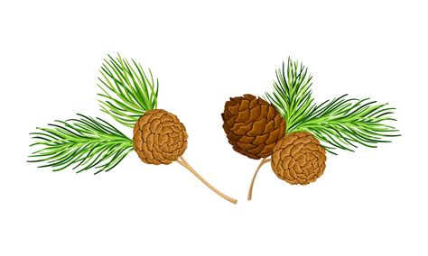 Cedar tree branches set new year and christmas decor vector ...