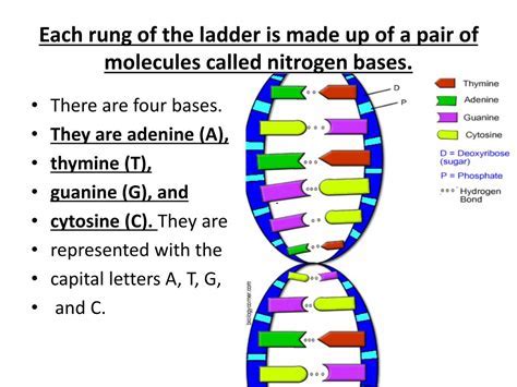 What Are The Sides Of The Dna Ladder Made Of - Compliance Management