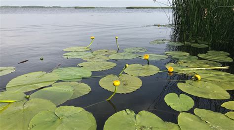 DIZOZOLU MEZA NAMS (Priekule) - Lodging Reviews & Photos - Tripadvisor