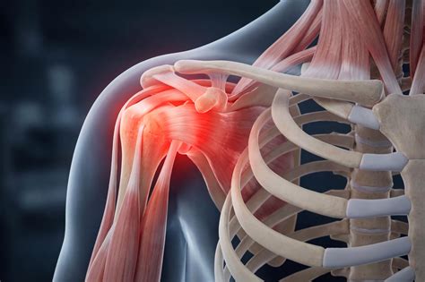 The Protein “Sabotaging” Aging Muscle Recovery Could Be Key to Surviving Aging