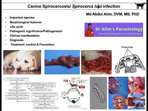 Are Dung Beetles Intermediate Hosts For Spirocerca Lupi