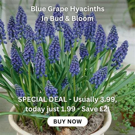 Phlebodium Aureum 'Blue star Fern' - Hanging Fern