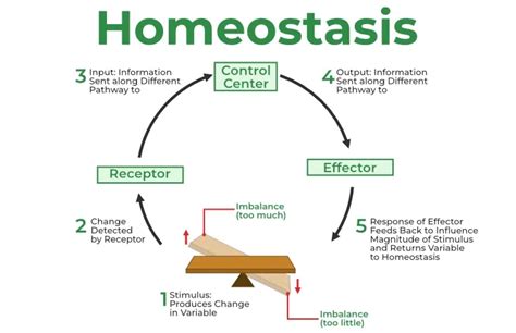Homeostasis Simple Drawing - Images | Picstank.com