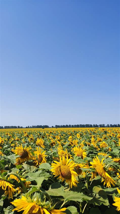 Depletion of Ukraine's soils threatens long-term global food security