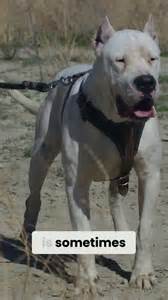 Dogo Argentino vs Cane Corso coat differences explained